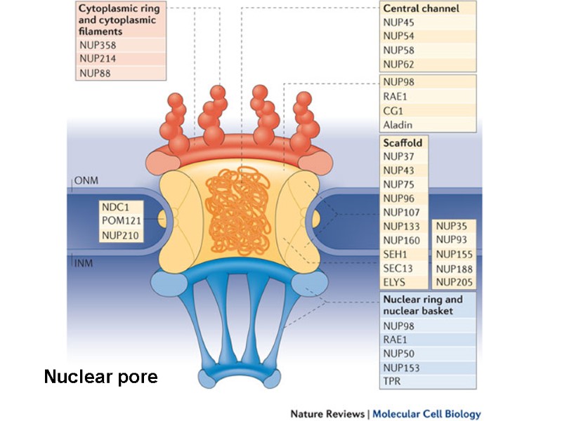 Nuclear pore